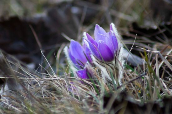 rozkvetlé koniklece