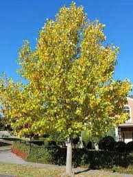 Liliovník tulipánokvětý